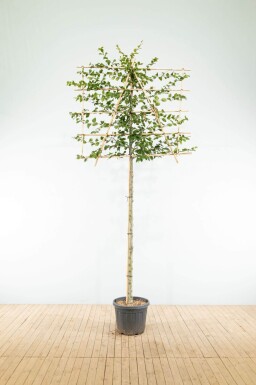 Fagus sylvatica espalier