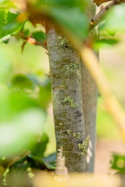 Fagus sylvatica espalier