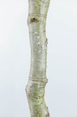 Fagus sylvatica espalier