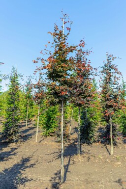 Fagus sylvatica 'Atropunicea' haute-tige