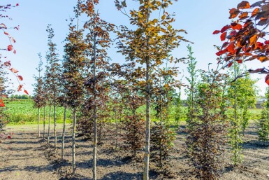 Fagus sylvatica 'Atropunicea' haute-tige