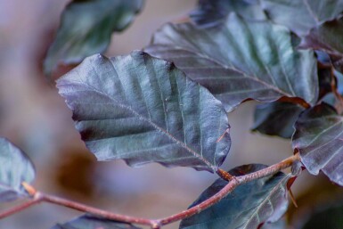 Fagus sylvatica 'Atropunicea' haute-tige 16/18