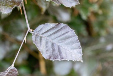 Fagus sylvatica 'Atropunicea' haute-tige 16/18