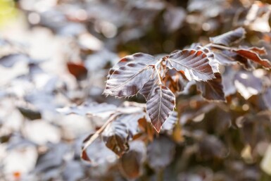 Fagus sylvatica 'Atropunicea' haute-tige 16/18