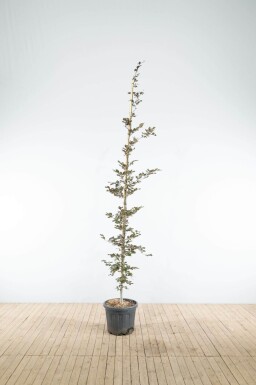 Fagus sylvatica 'Atropunicea' baliveau