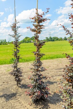 Fagus sylvatica 'Atropunicea' baliveau