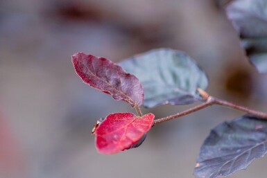 Fagus sylvatica 'Atropunicea' baliveau 16/18