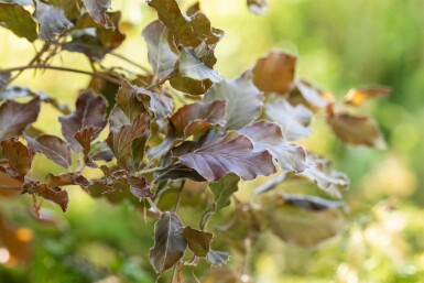 Fagus sylvatica 'Atropunicea' baliveau 16/18