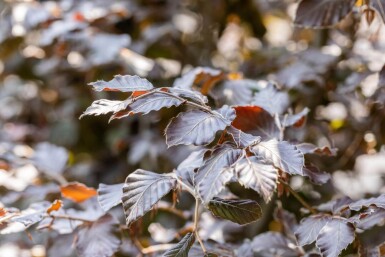 Fagus sylvatica 'Atropunicea' baliveau 16/18