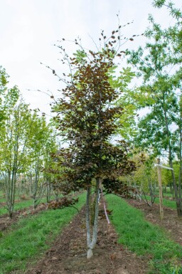 Fagus sylvatica 'Atropunicea' cépée