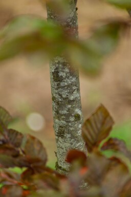 Fagus sylvatica 'Atropunicea' cépée