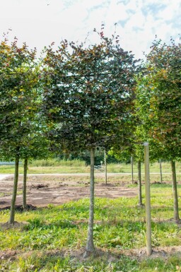 Fagus sylvatica 'Atropunicea' espalier