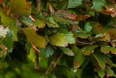 Fagus sylvatica 'Atropunicea' espalier