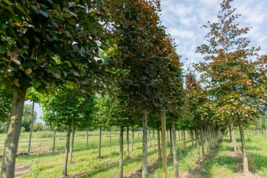 Fagus sylvatica 'Atropunicea' espalier