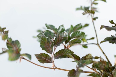 Fagus sylvatica 'Atropunicea' espalier