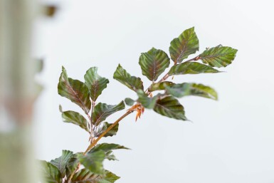Fagus sylvatica 'Atropunicea' espalier