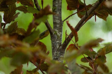 Fagus sylvatica 'Atropunicea' espalier
