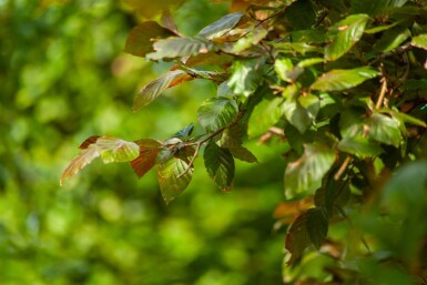 Fagus sylvatica 'Atropunicea' espalier