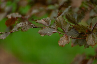 Fagus sylvatica 'Atropunicea' espalier