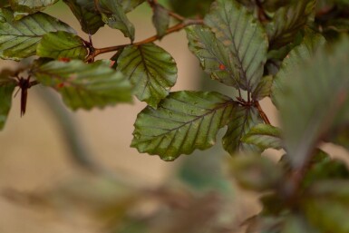 Fagus sylvatica 'Atropunicea' espalier