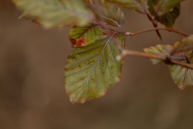 Fagus sylvatica 'Atropunicea' espalier