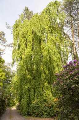 Fagus sylvatica 'Pendula' haute-tige 12/14