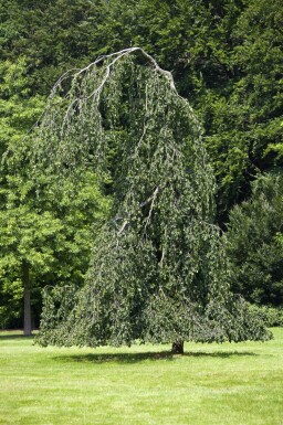 Fagus sylvatica 'Pendula' haute-tige 12/14