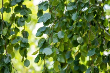 Fagus sylvatica 'Pendula' haute-tige 12/14