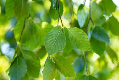 Fagus sylvatica 'Pendula' haute-tige 12/14