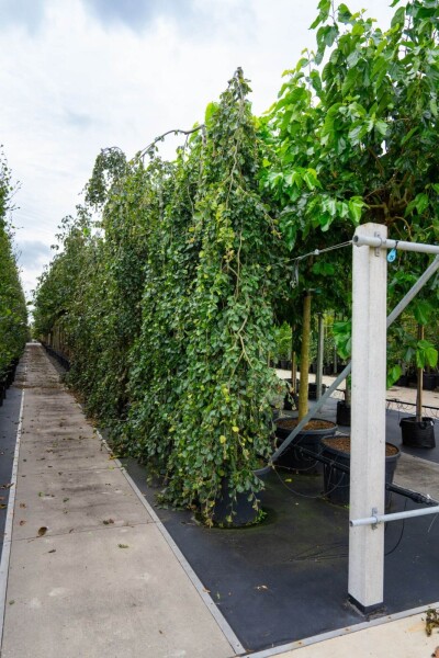 Fagus sylvatica 'Pendula' port pleureur