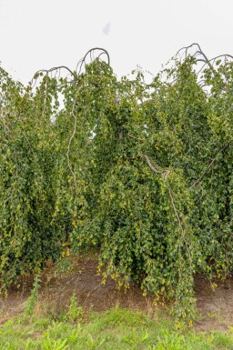 Fagus sylvatica 'Pendula' port pleureur