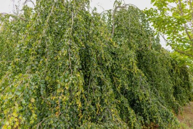 Fagus sylvatica 'Pendula' port pleureur