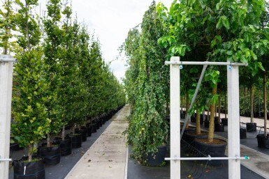 Fagus sylvatica 'Pendula' port pleureur