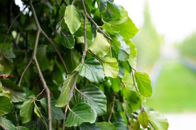 Fagus sylvatica 'Pendula' port pleureur