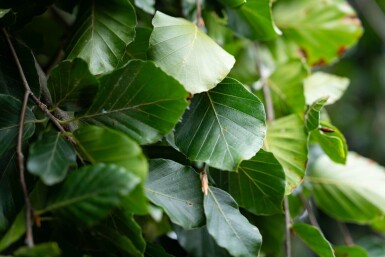 Fagus sylvatica 'Pendula' port pleureur