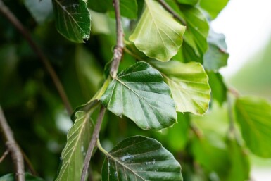 Fagus sylvatica 'Pendula' port pleureur