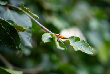 Fagus sylvatica 'Pendula' port pleureur