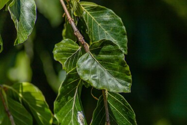 Fagus sylvatica 'Pendula' port pleureur