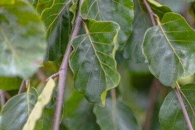 Fagus sylvatica 'Pendula' port pleureur