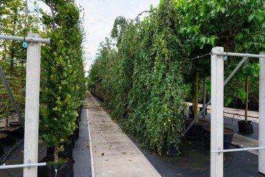 Fagus sylvatica 'Pendula' port pleureur