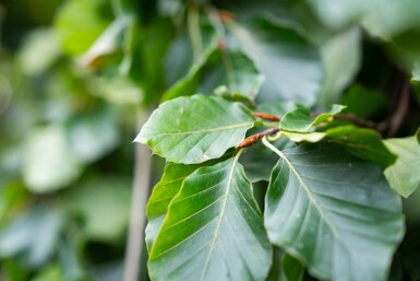 Fagus sylvatica 'Pendula' port pleureur