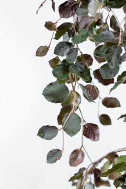 Fagus sylvatica 'Purple Fountain' haute-tige