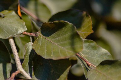 Fagus sylvatica 'Purple Fountain' haute-tige