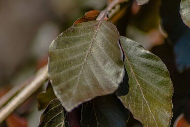 Fagus sylvatica 'Purple Fountain' haute-tige