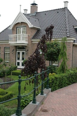 Fagus sylvatica 'Purple Fountain' haute-tige