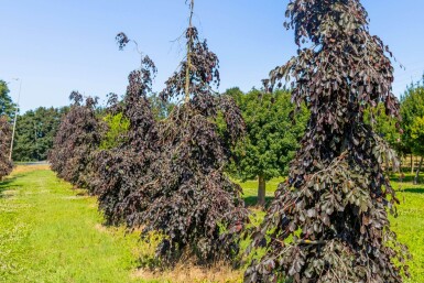 Fagus sylvatica 'Purple Fountain' port pleureur