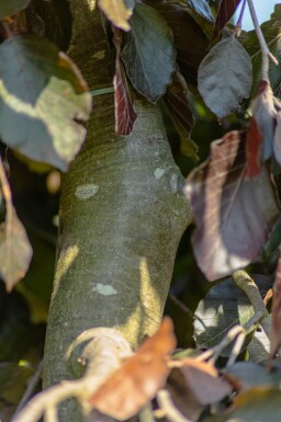 Fagus sylvatica 'Purple Fountain' port pleureur