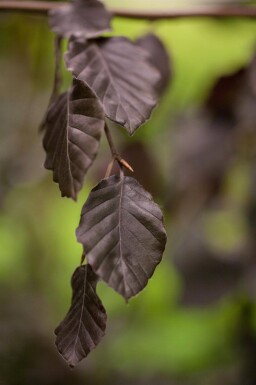 Fagus sylvatica 'Purple Fountain' port pleureur
