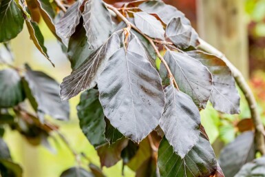 Fagus sylvatica 'Purple Fountain' port pleureur