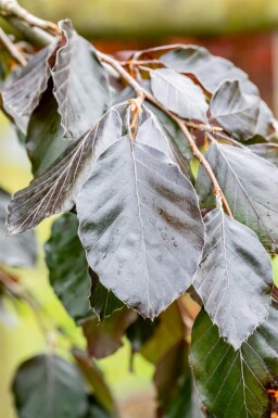 Fagus sylvatica 'Purple Fountain' port pleureur